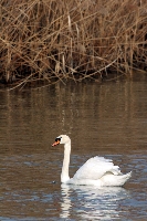 Cigno reale
