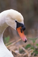 Cigno reale
