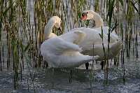 Cigno reale