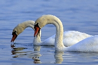 Cigno reale