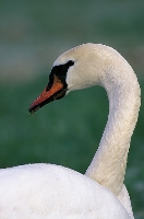 Cigno reale
