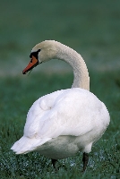 Cigno reale