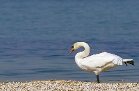 Cigno reale