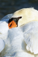 Cigno reale