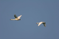 Cigno reale