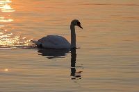 Cigno reale
