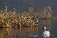 Cigno reale