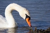 Cigno reale
