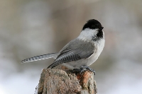 Cincia bigia alpestre