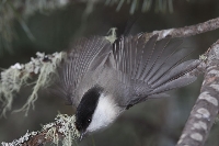 Cincia bigia alpestre