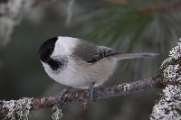 Cincia bigia alpestre