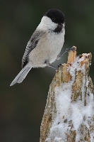 Cincia bigia alpestre