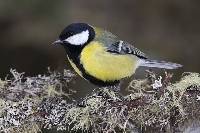 Cinciallegra