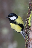 Cinciallegra