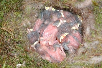 Cinciallegra