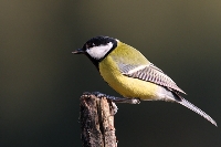 Cinciallegra