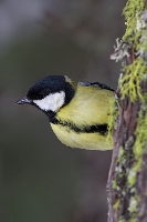 Cinciallegra