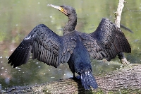 Cormorano