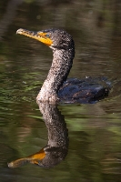 Cormorano