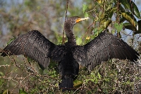 Cormorano