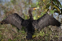 Cormorano