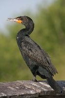 Cormorano