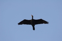 Cormorano