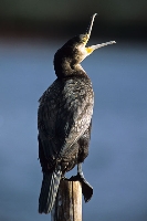 Cormorano