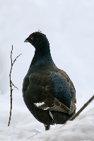 Fagiano di monte