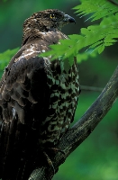 Falco pecchiaiolo