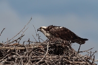 Falco pescatore