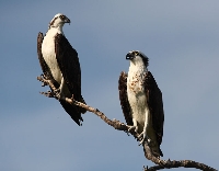 Falco pescatore