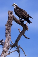 Falco pescatore
