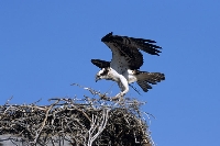 Falco pescatore