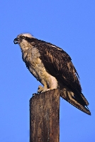 Falco pescatore