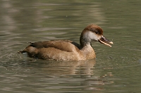 Fistione turco