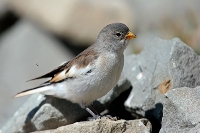 Fringuello alpino