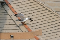 Gabbiano reale mediterraneo