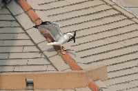 Gabbiano reale mediterraneo