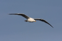 Gabbiano reale mediterraneo