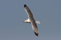 Gabbiano reale mediterraneo