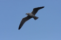 Gabbiano reale mediterraneo