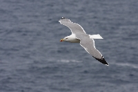 Gabbiano reale mediterraneo