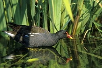 Gallinella d'acqua