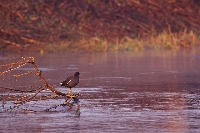 Gallinella d'acqua