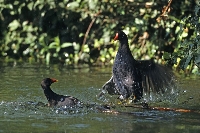 Gallinella d'acqua