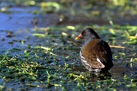 Gallinella d'acqua