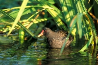 Gallinella d'acqua