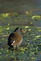 Gallinella d'acqua