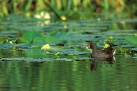 Gallinella d'acqua